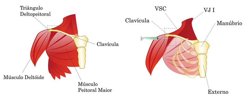 Ilustração de anatomia.