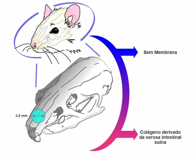 Ilustração de rato para pesquisa.
